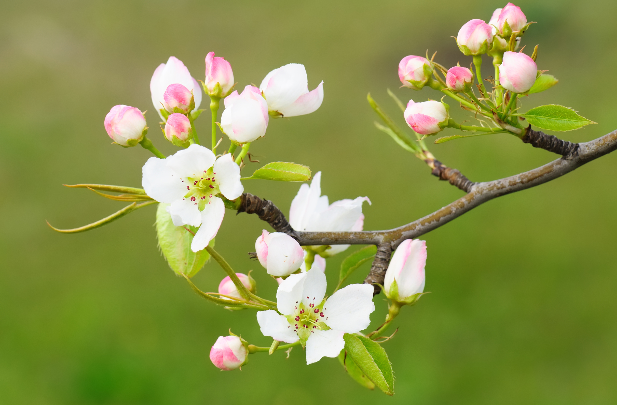 Meet Breeze: The Story Behind our Apples