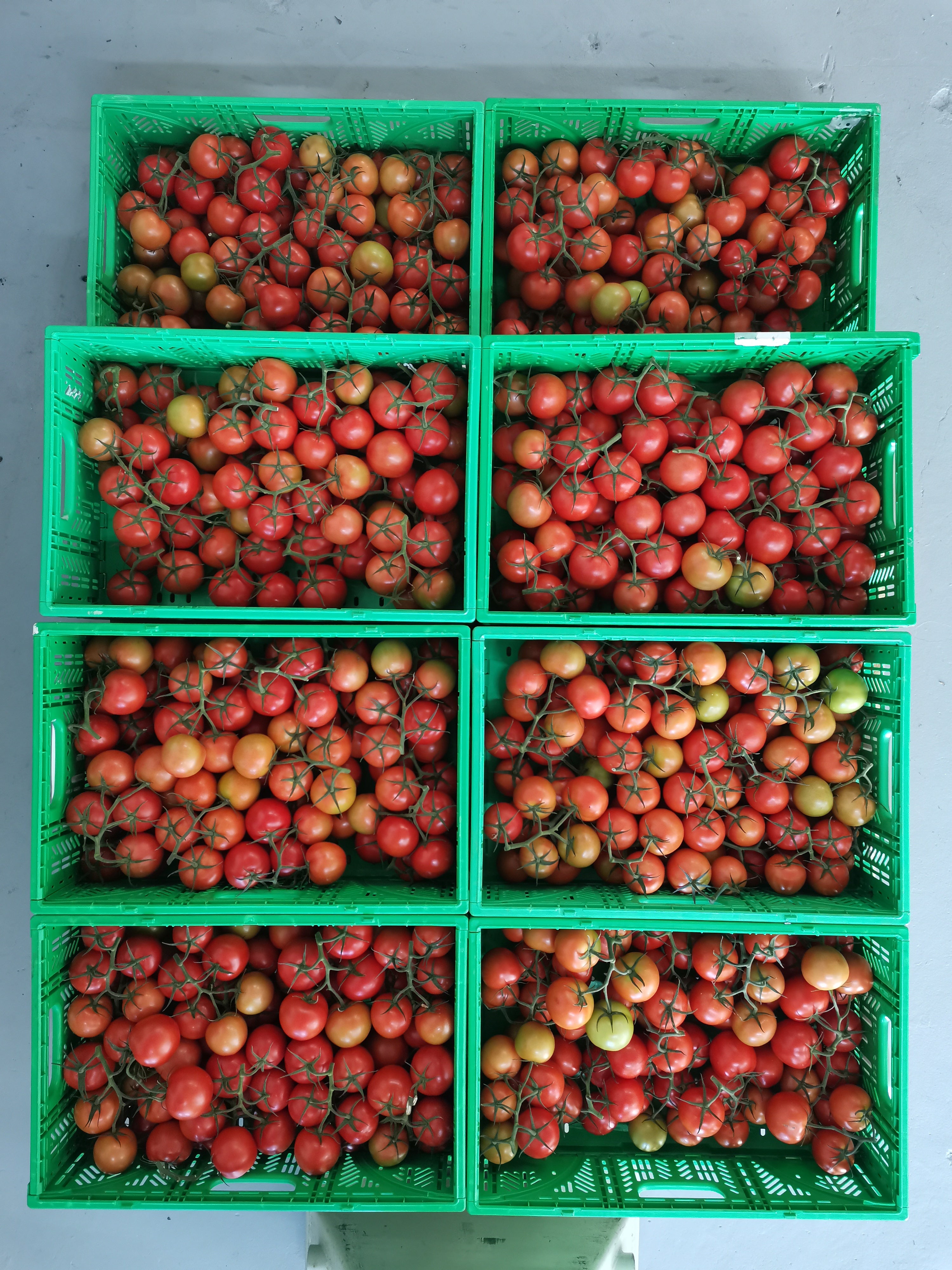 dna tomatoes misfit garden tomato broadlands taupo