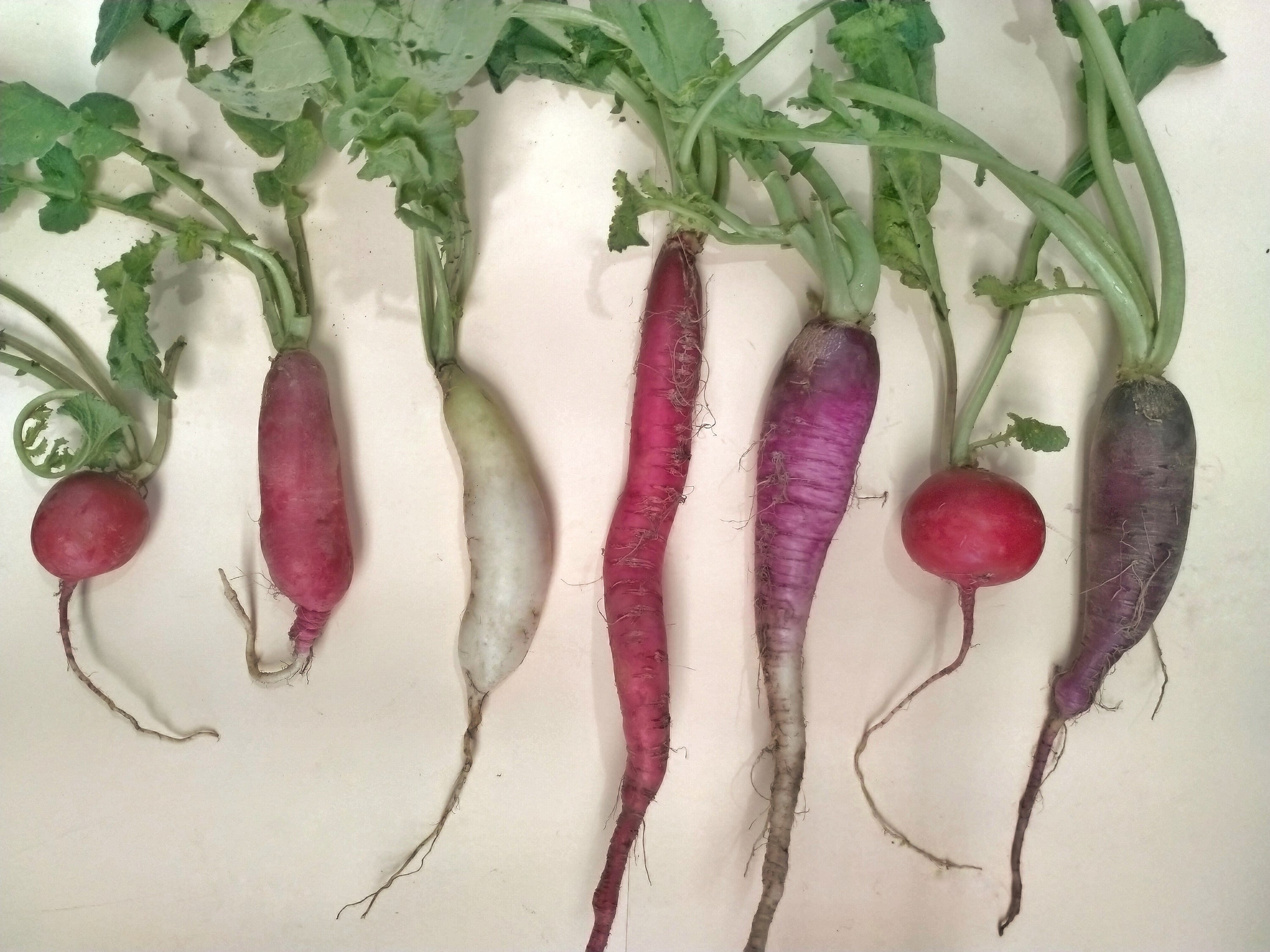 Radish Recipe Ideas