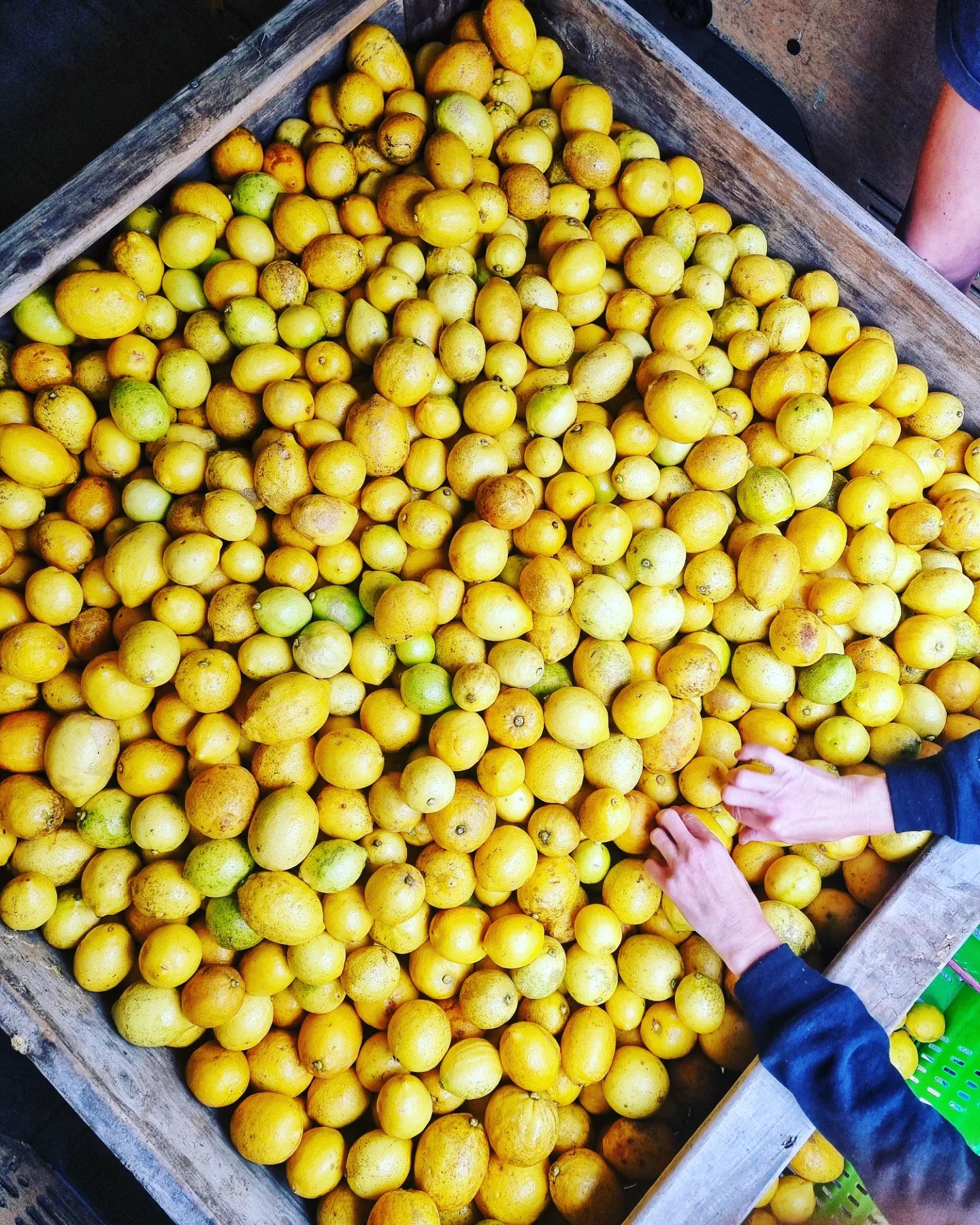 Misfit Garden Taupo New Zealand wonky vegetable subscription lemon hamilton rotorua tauranga whakatane