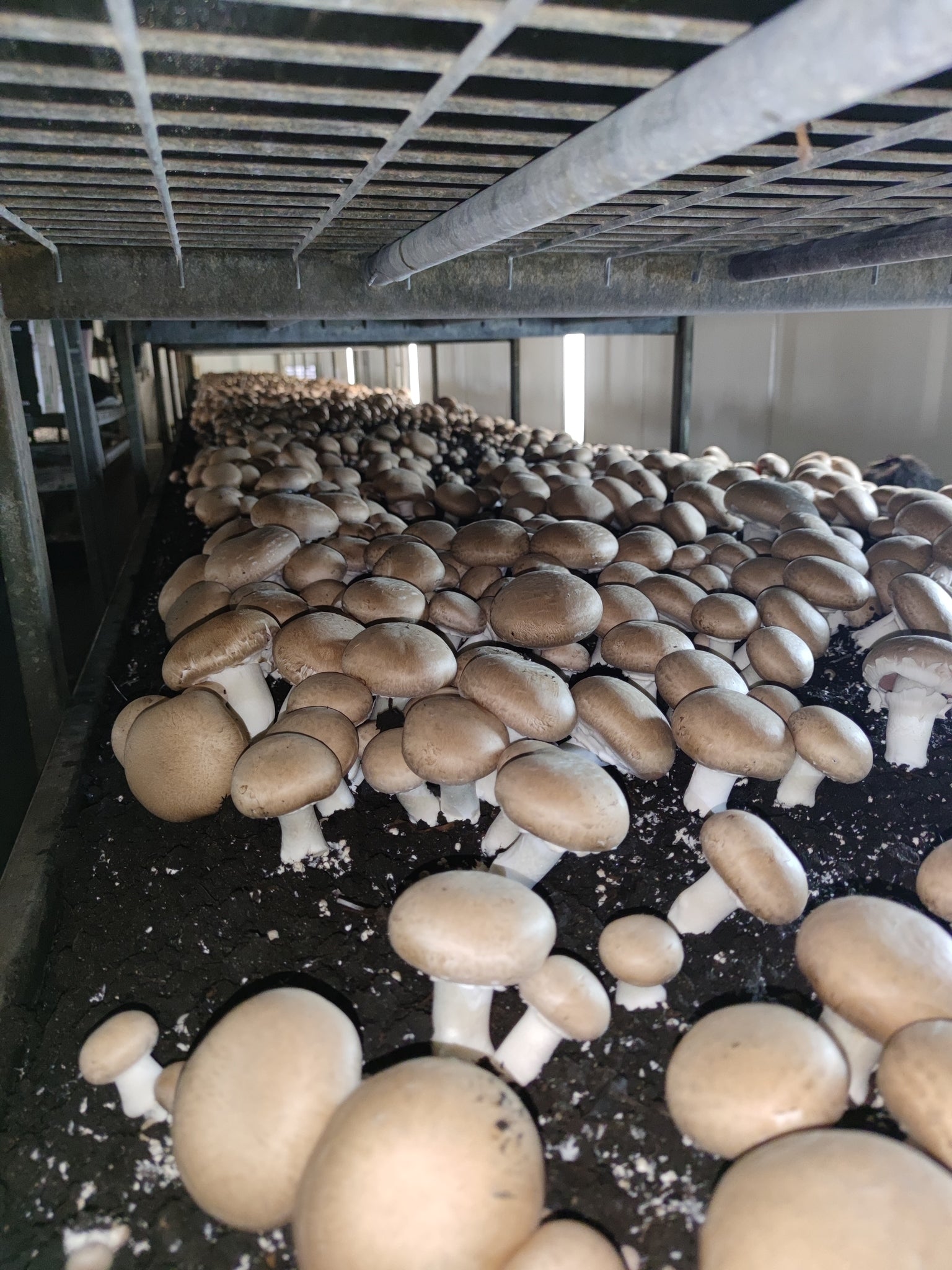 Mushroom Farm Visits!
