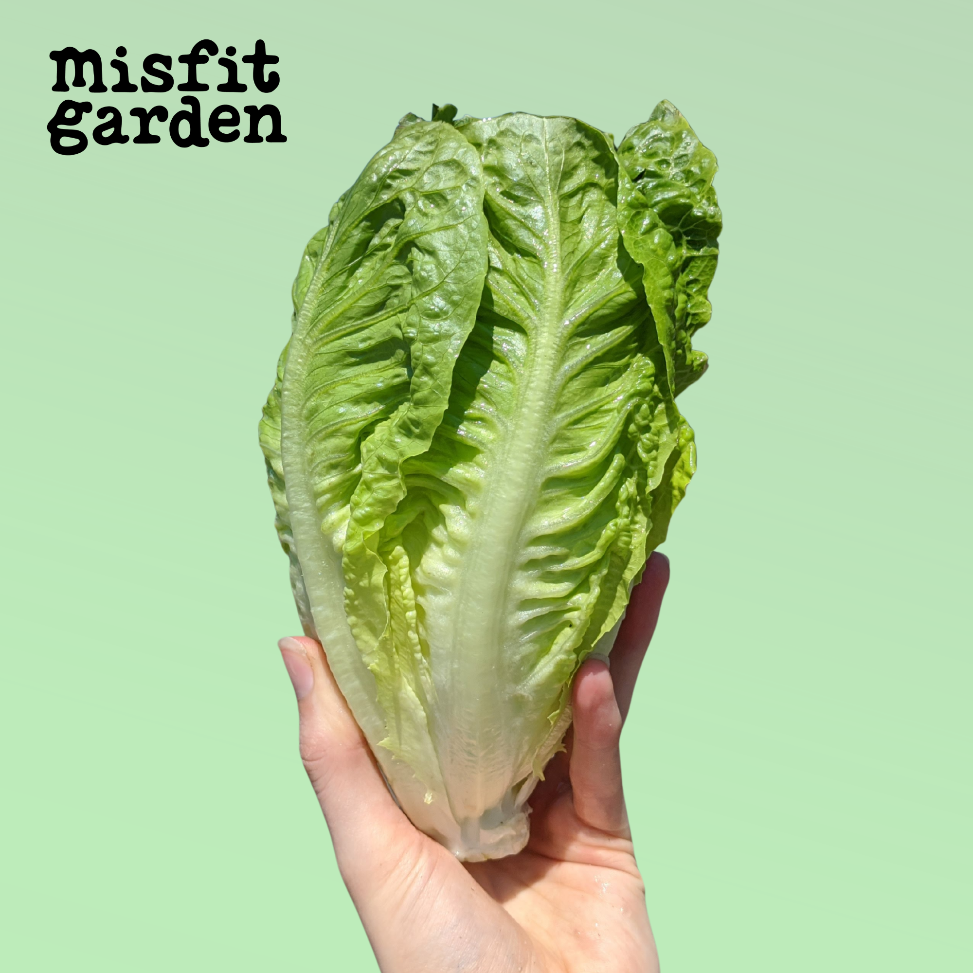 Add 1x Large Cos Lettuce