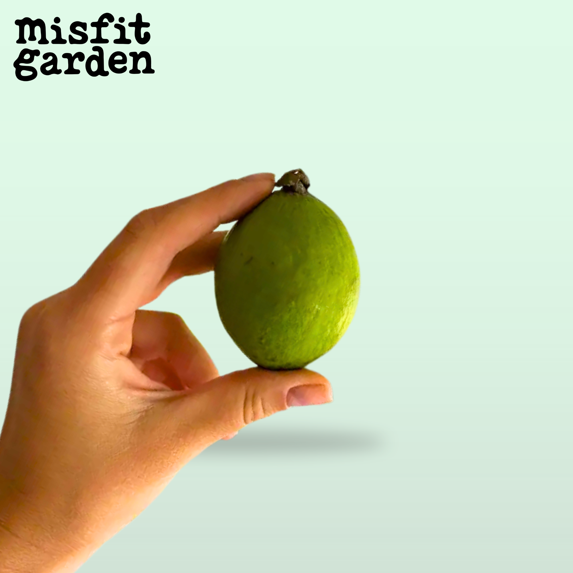 Add 600g Feijoas