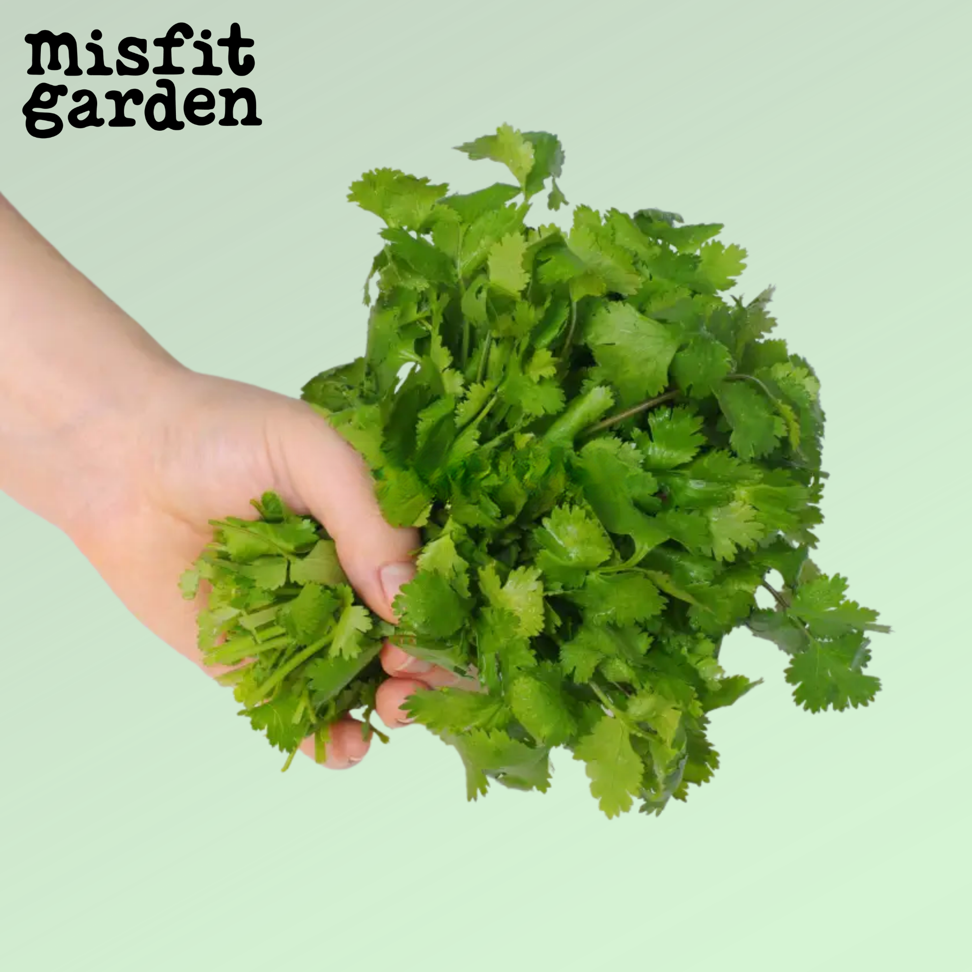 Add 100g Coriander