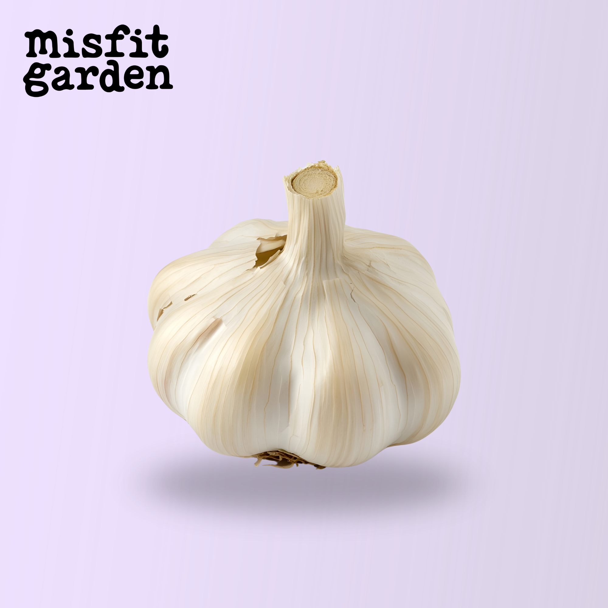 Add 1x Bulb Garlic (import)