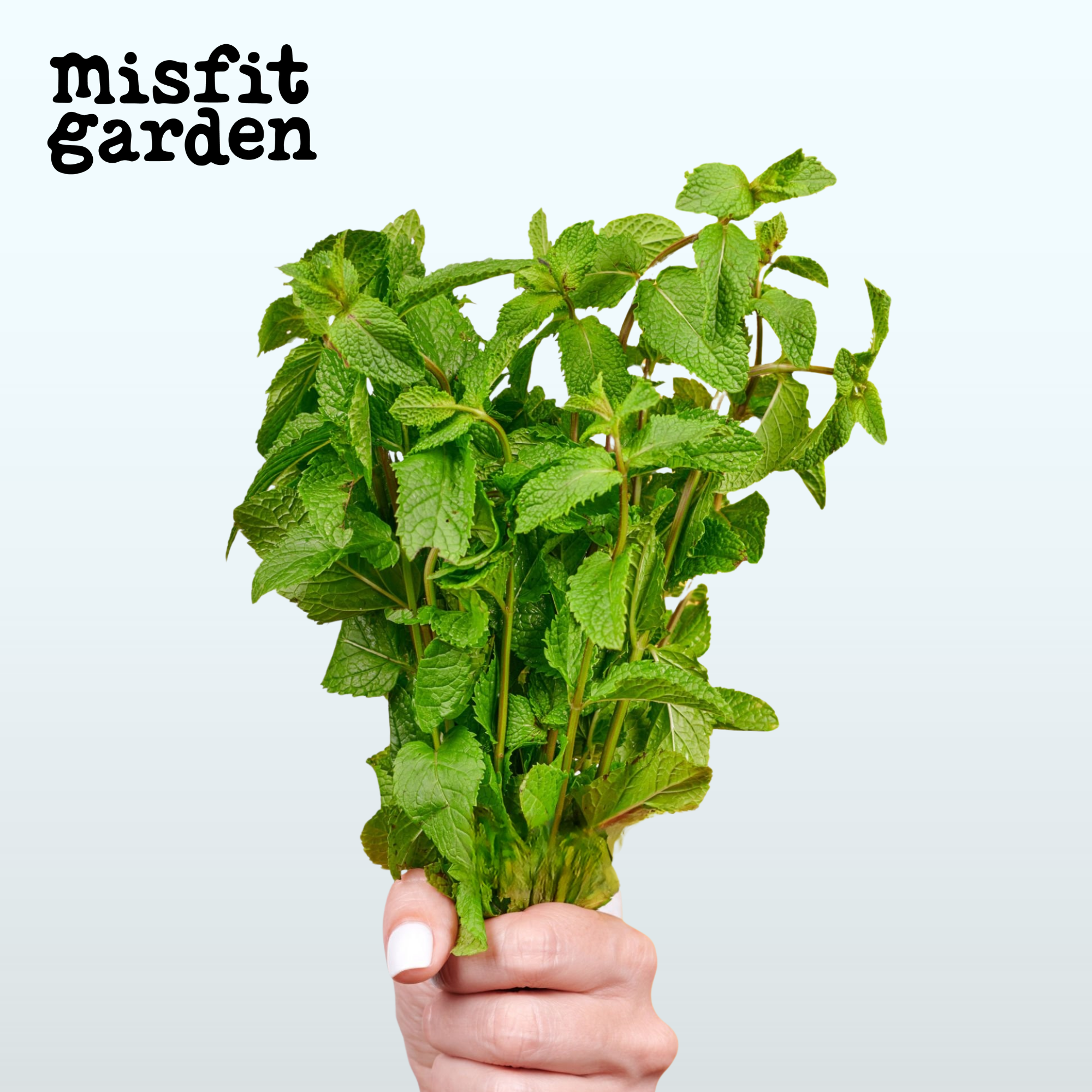 Add 100g Mint