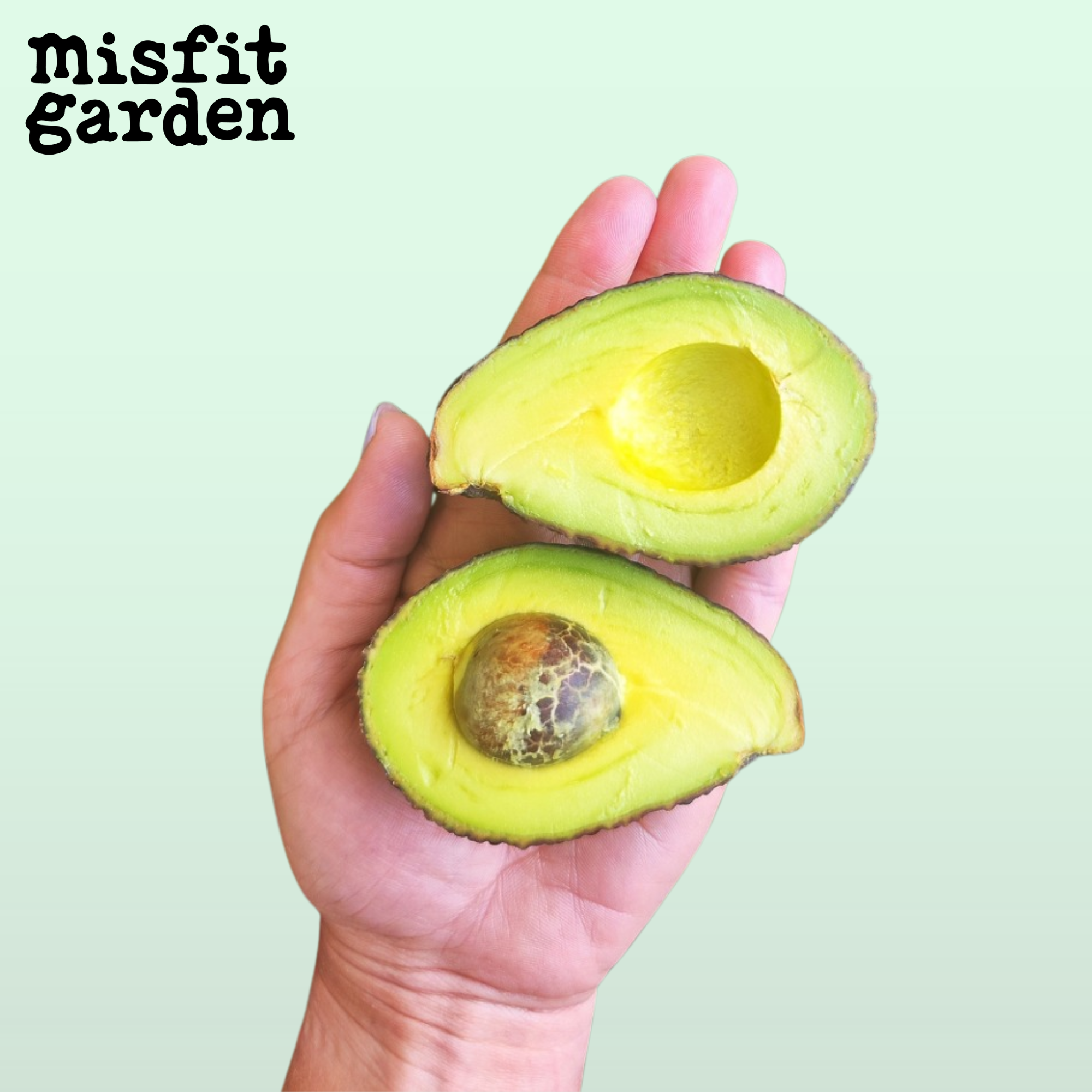 Add 10x Snack Avocados