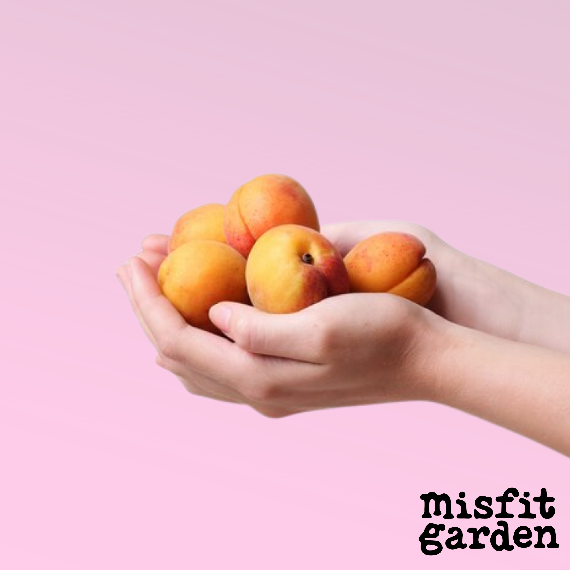 Add 400g Apricots NOW IN SEASON!