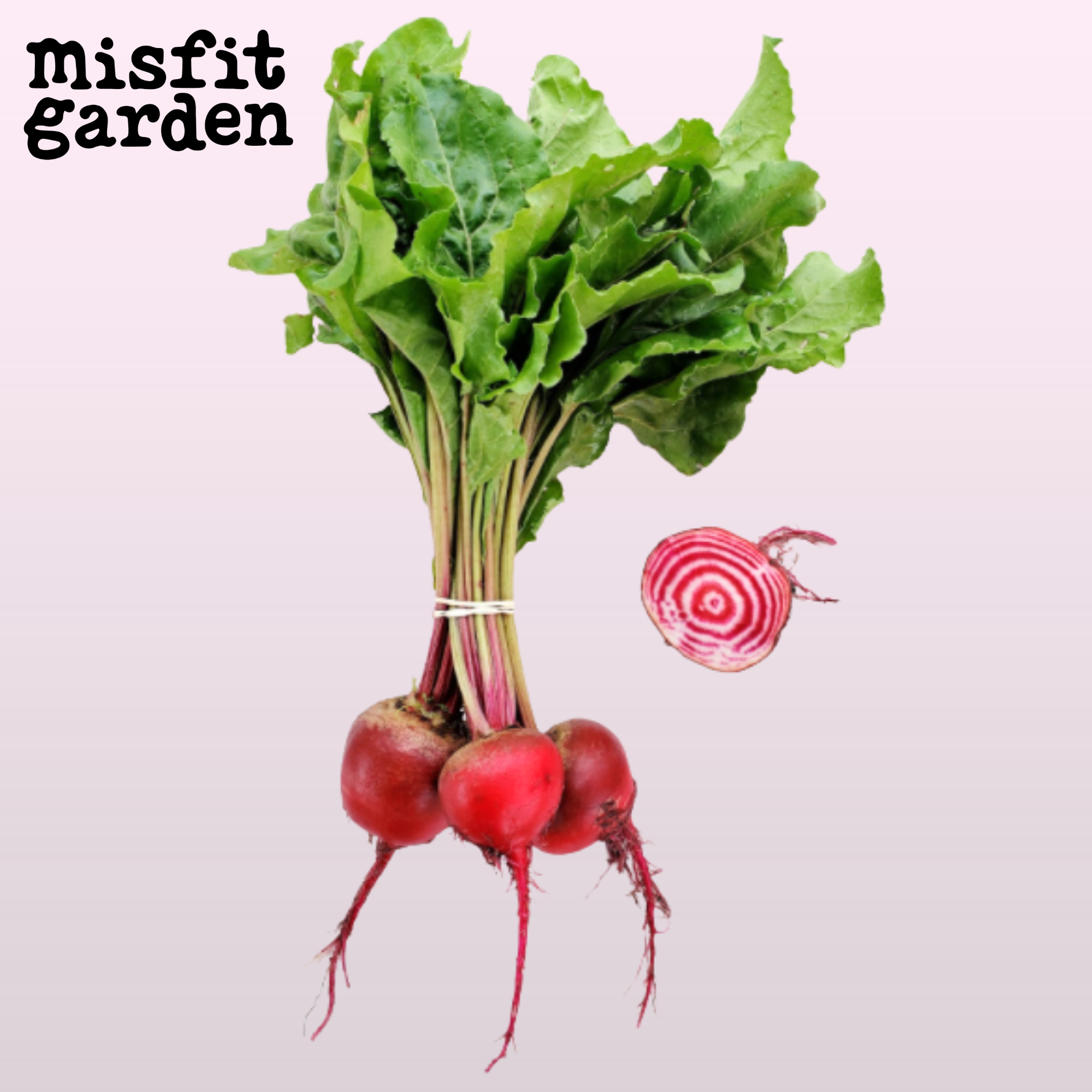Add Chioggia Beetroot Bunch