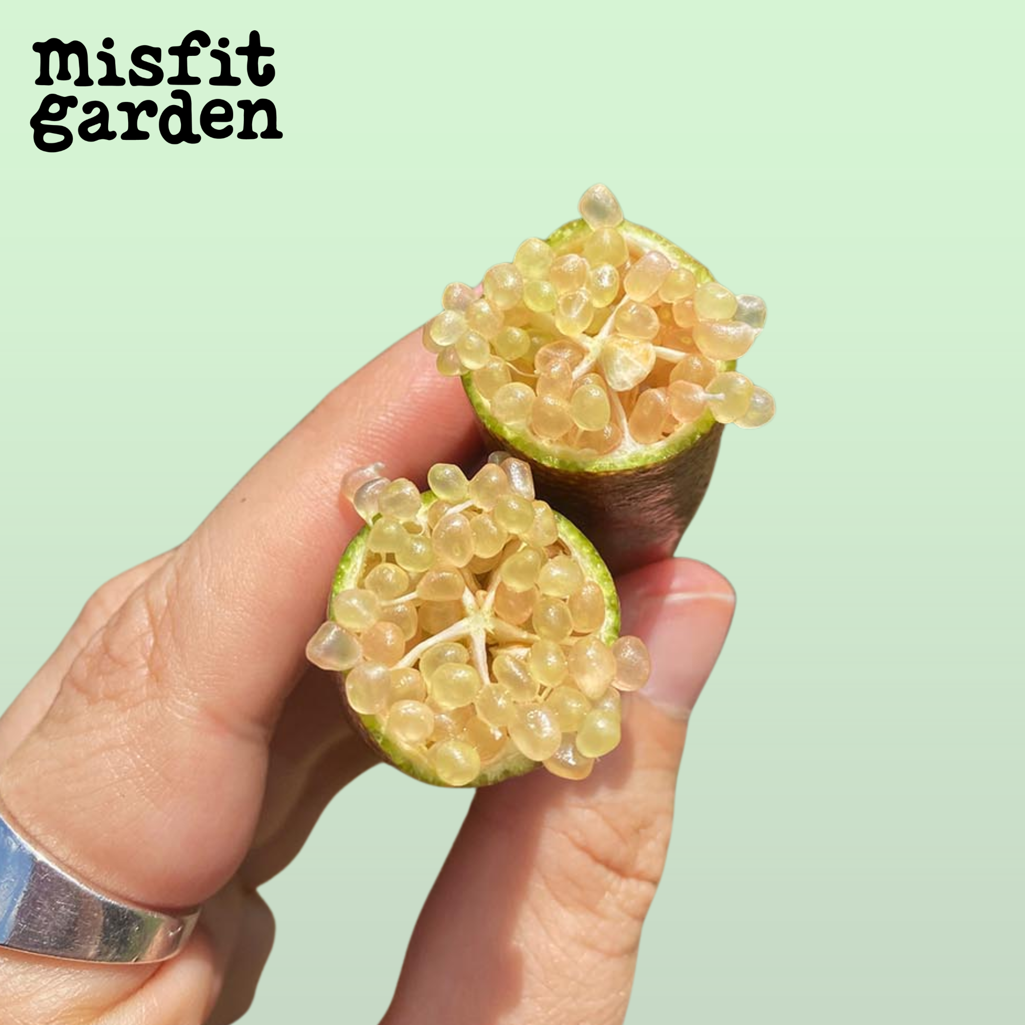 Add 50g Finger Limes (black / brown / green)