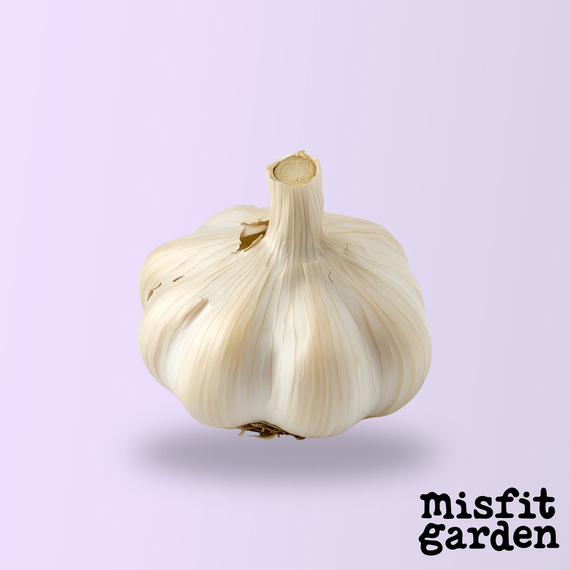 Add x1 Bulb Garlic (import)
