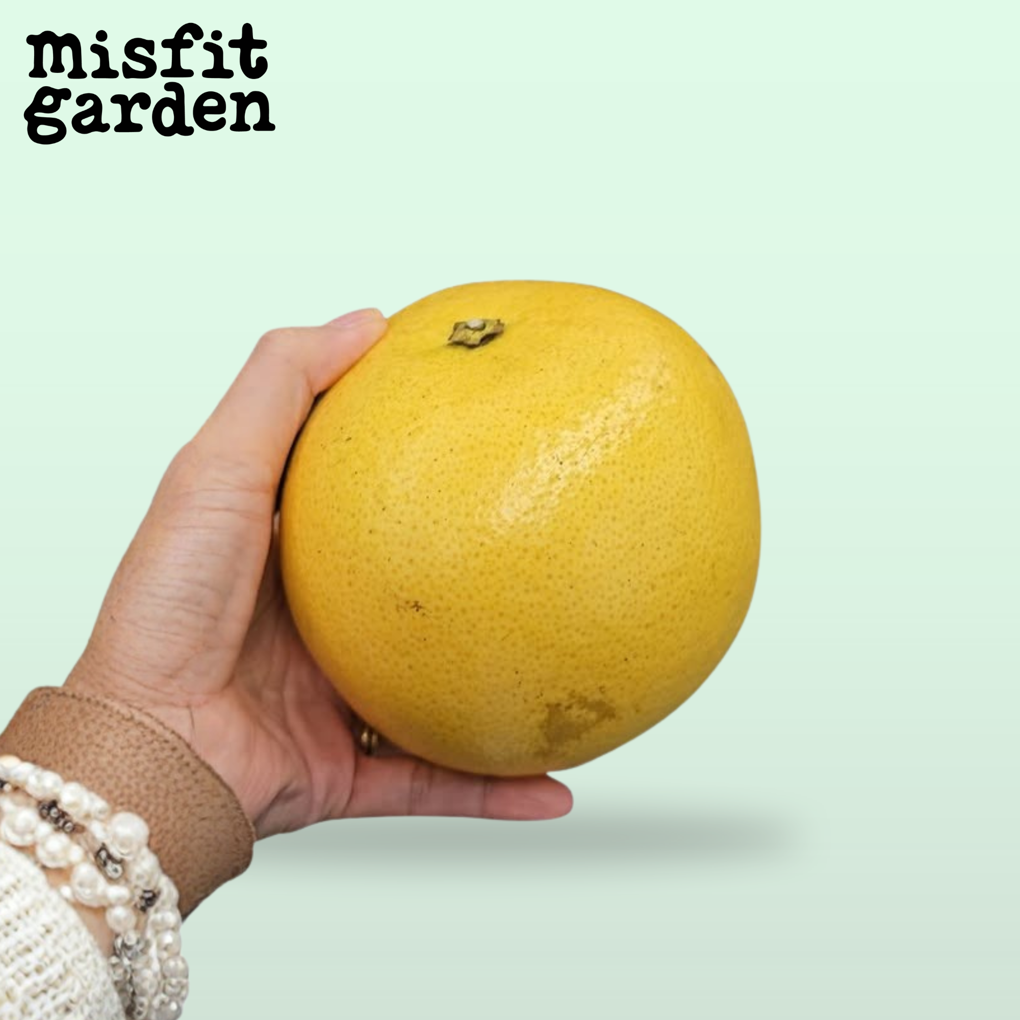 Add 800g Yellow Grapefruit