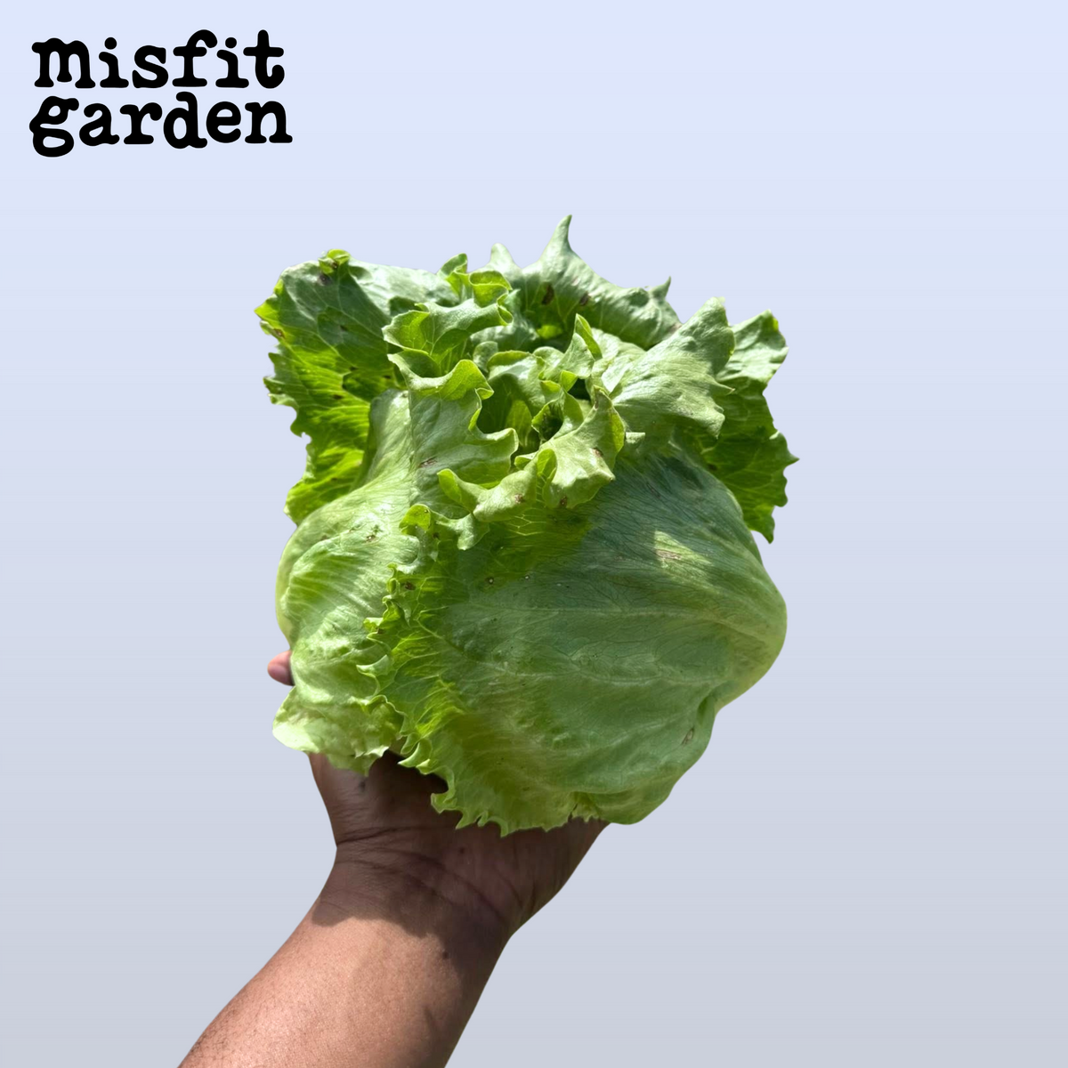Add 1x Iceberg Lettuce