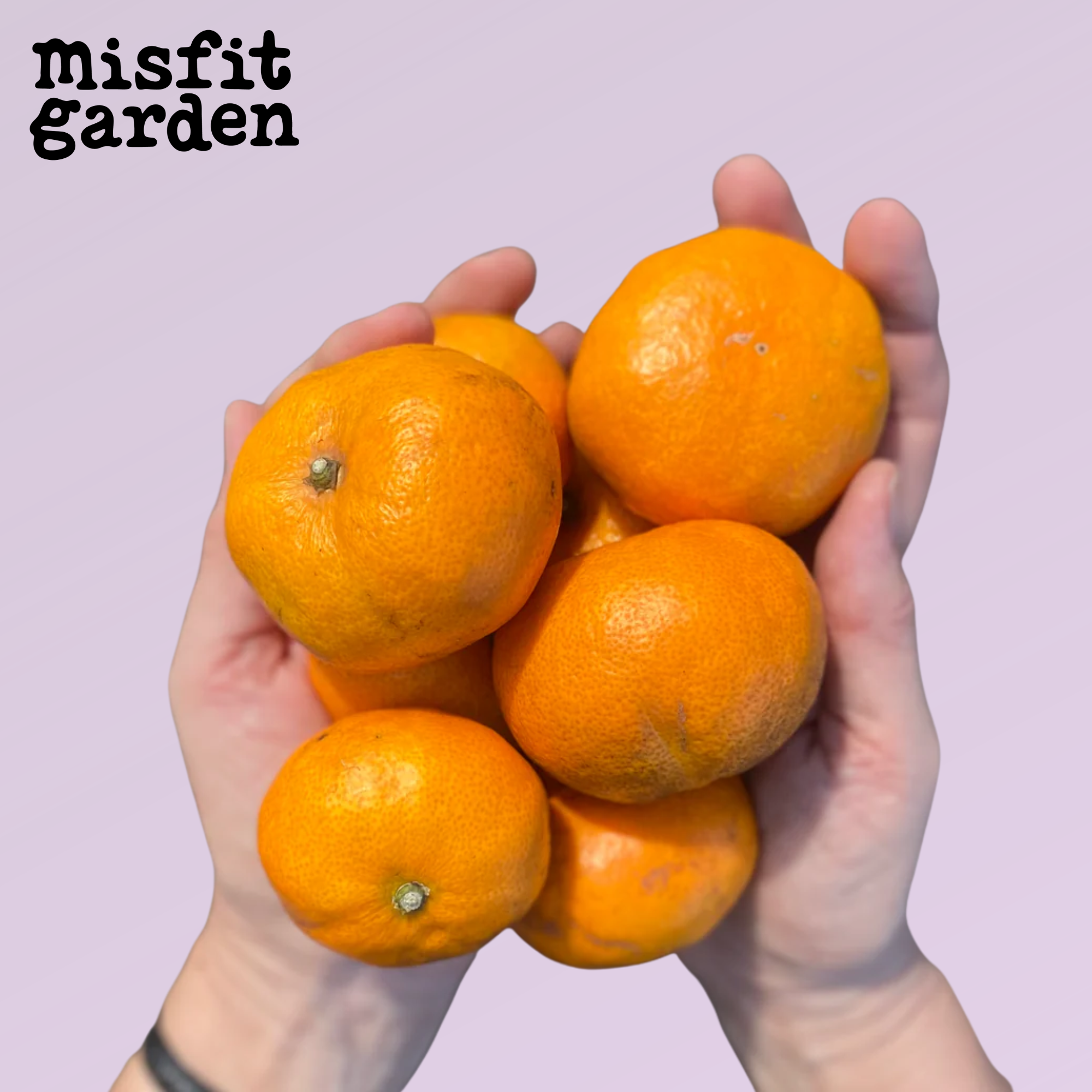 Add 600g Satsuma Mandarins