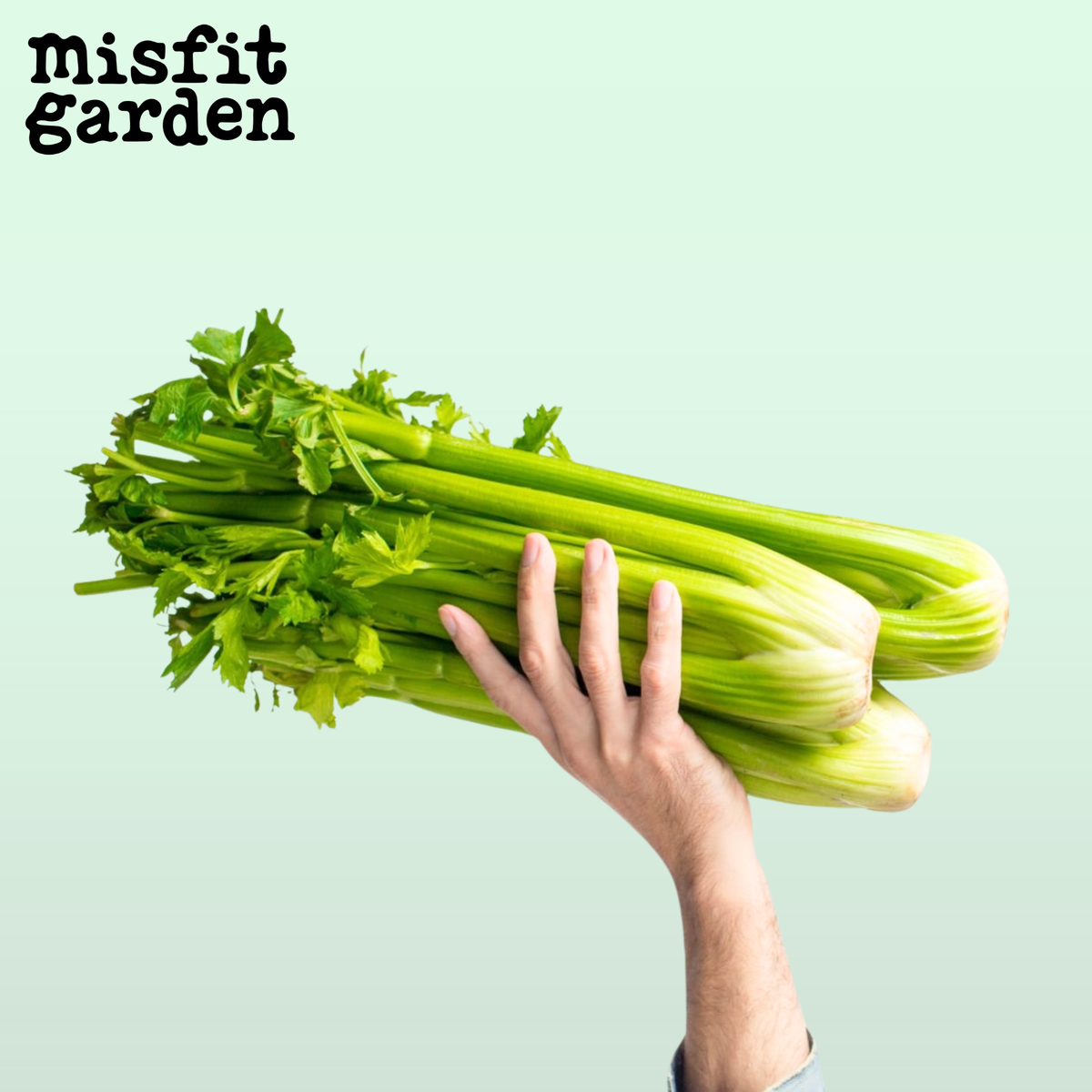 Add x1 Celery