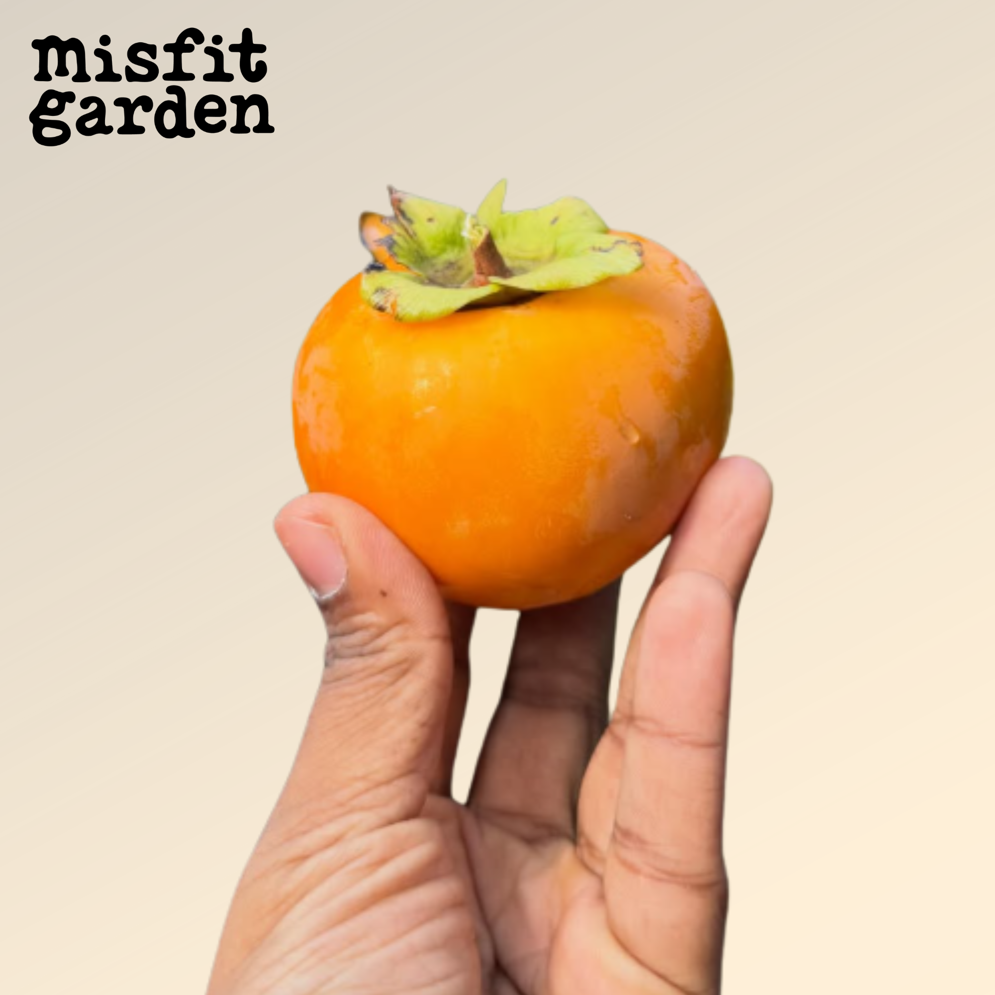 Add 600g Persimmon