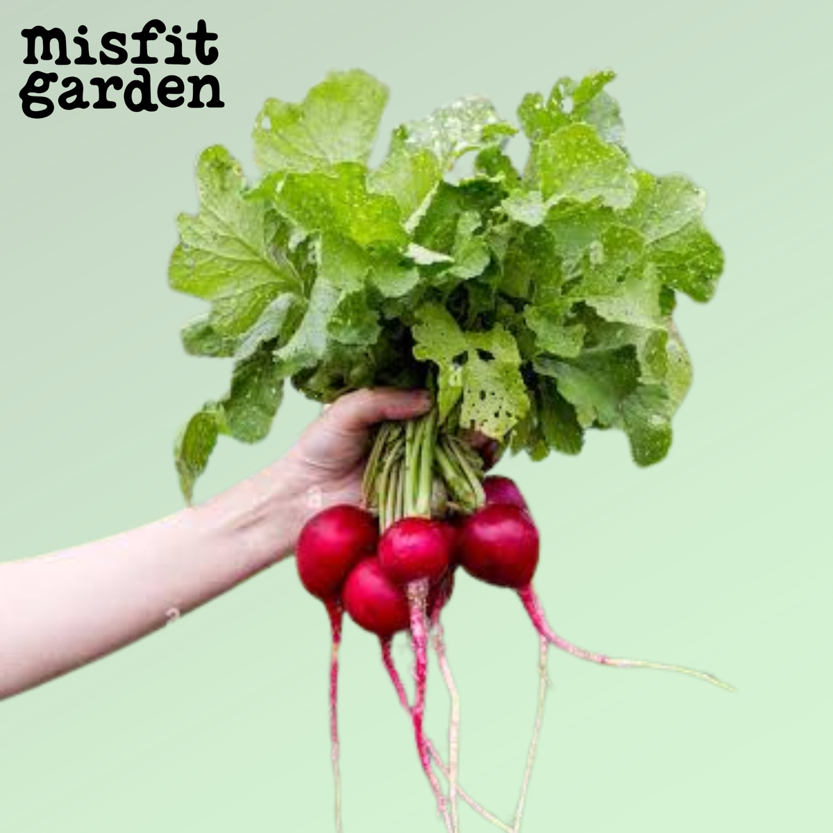 Add x1 Radish Packet