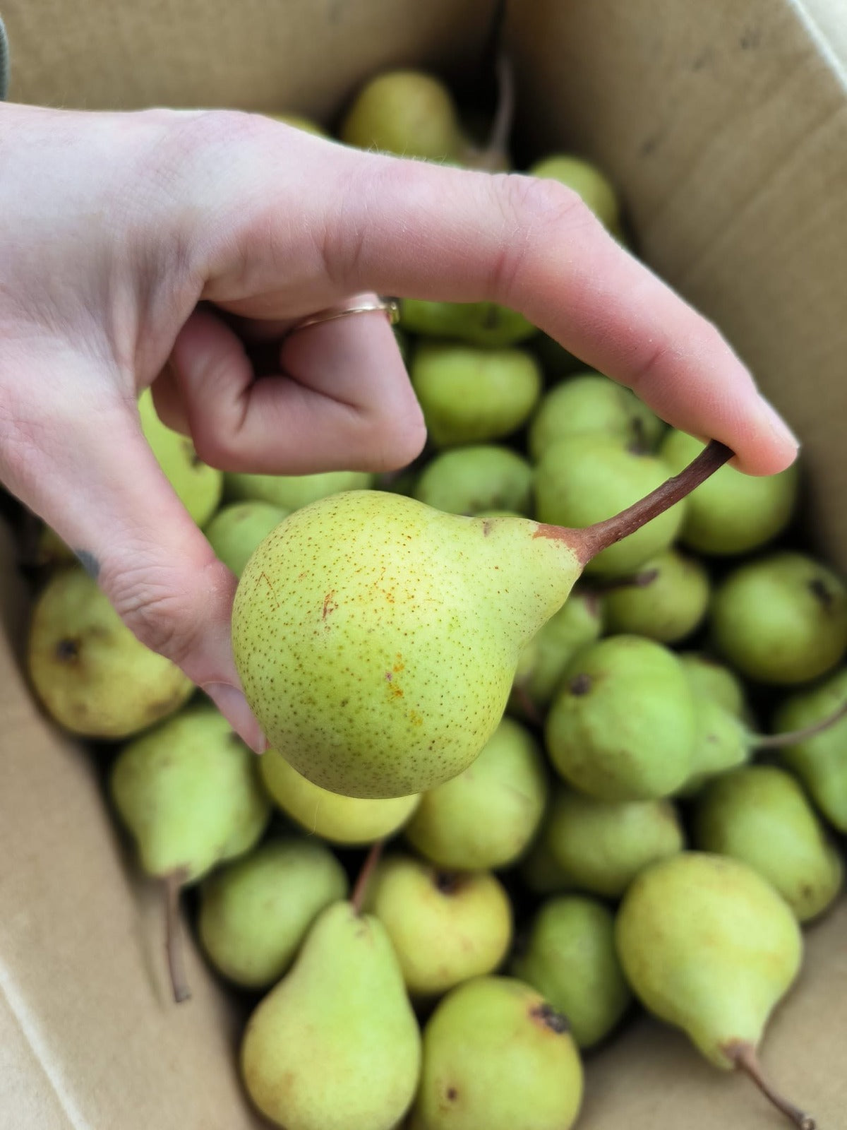 Add 800g Baby Packham Pears