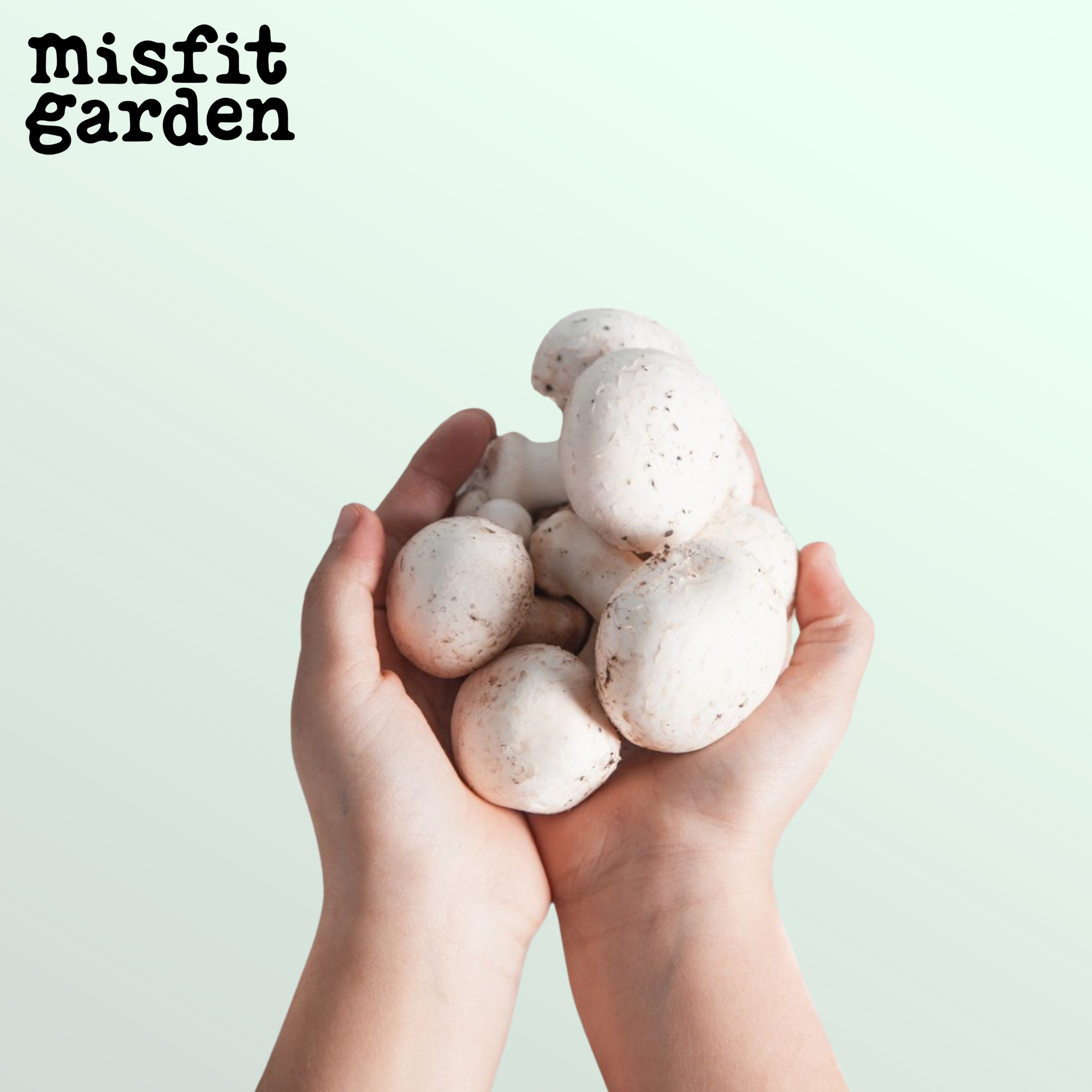 Add 300g White Mushrooms