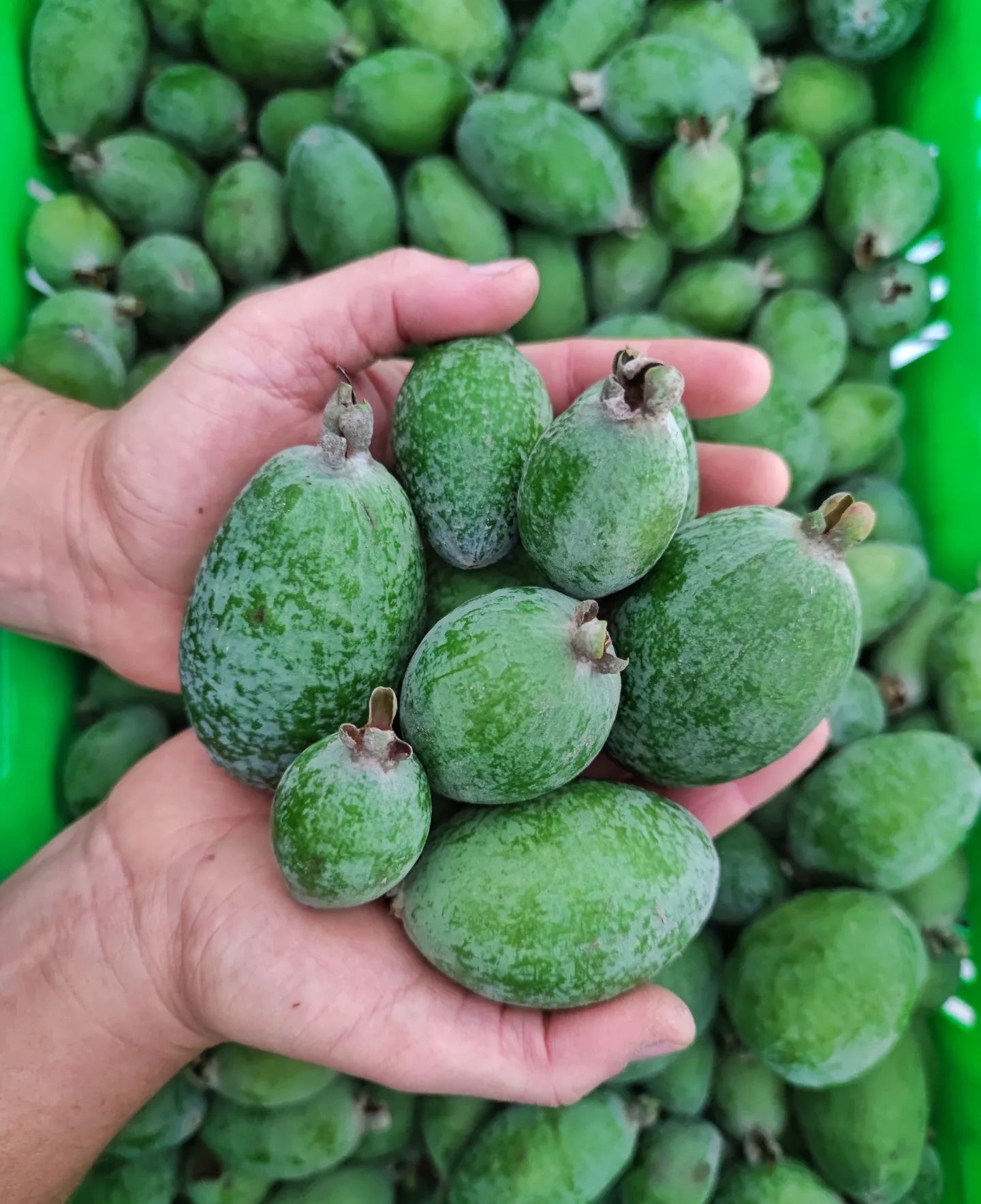 Add 600g Feijoas